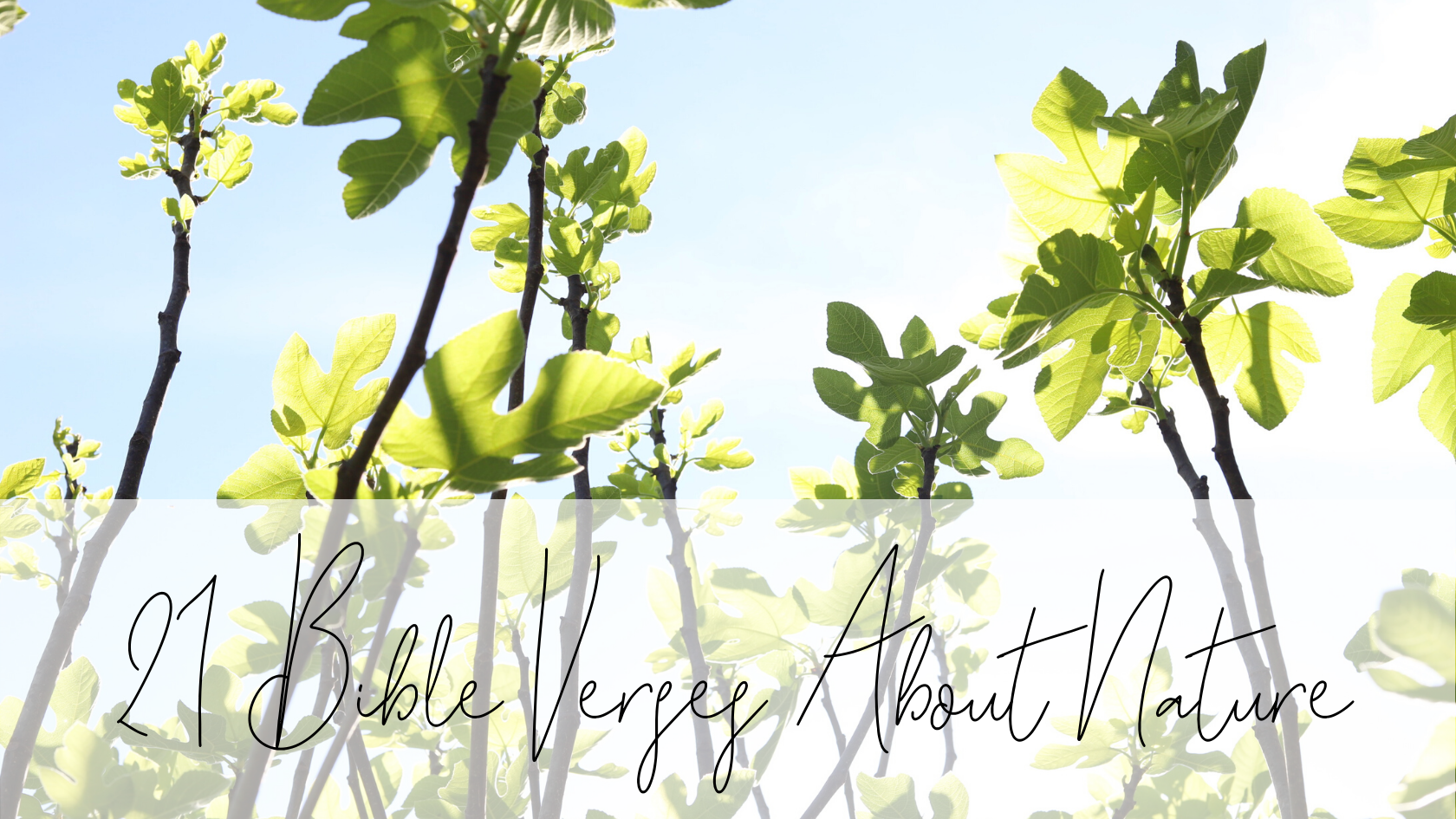 21 Bible Verses About Nature
