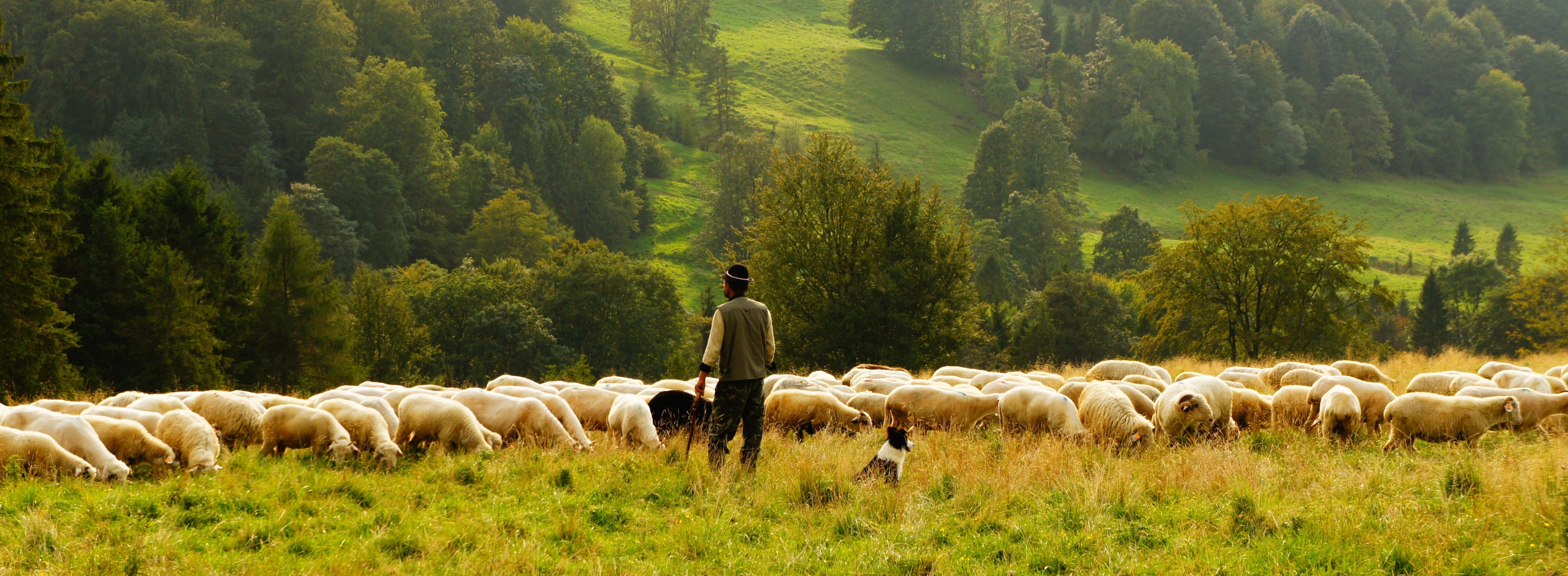 Psalm 23- NIV The Lord is my Shepherd