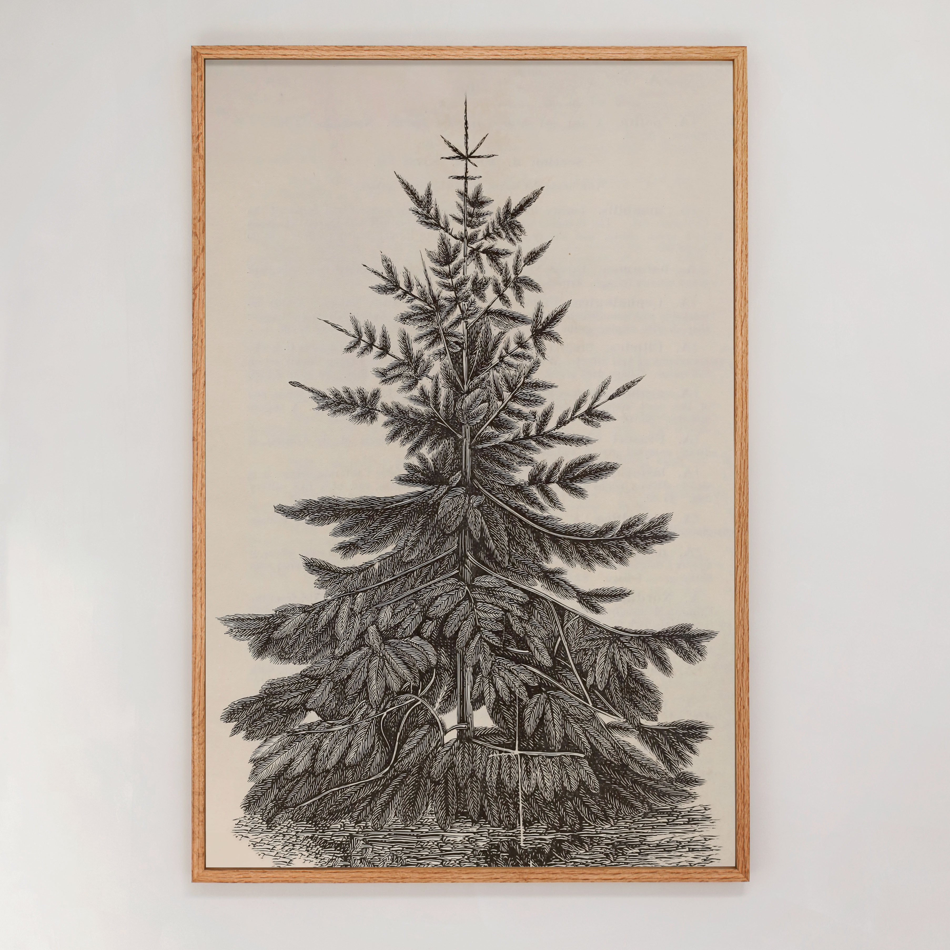 "Christmas Fir" Framed Canvas | Vertical | 624